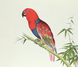 Electus Parrot ، في براعم البامبو ، فترة Ch&39;ien-lung (1736-96) (ألوان على ورق)